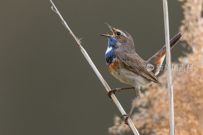 唱歌的雄性蓝喉鱼(Luscinia svecica)